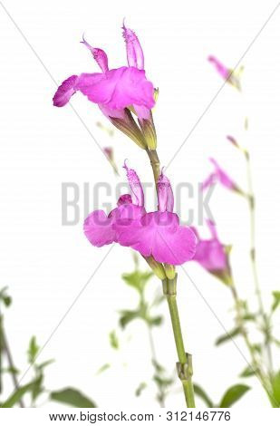 Salvia Microphylla In Front Of White Background