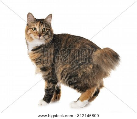 Kurilian Bobtail In Front Of White Background