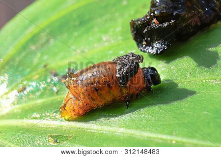 A Red Scarlet Lily Beetle Larva Crawling On A Leaf