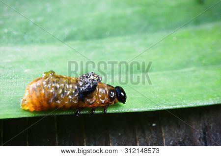 View Of A Common Lily Pest, Lilioceris Lilii