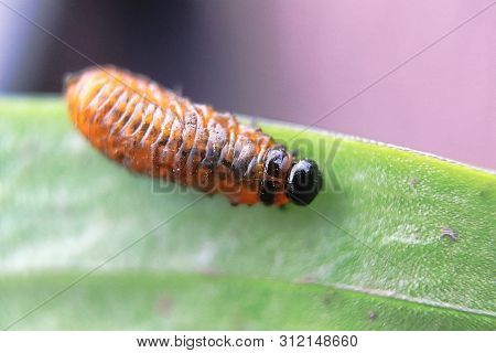 Top View Of A Lily Beetle Larvae