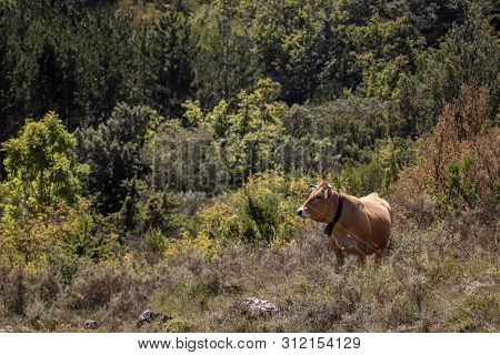 A Free Cow Outside In The Mountain Forest