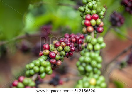 Dalat, Lamdong Province, Coffee Plantations Of The Central Vietnam