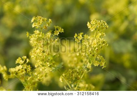 Macrophotography Of Tiny Green Flowers Of Alchemilla Vulgaris In Sunlight