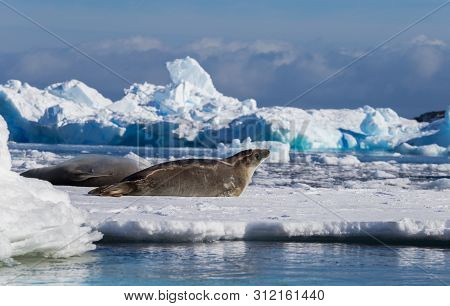 The Crabeater Seal Lobodon Carcinophaga , Also Known As The Krill-eater Seal, Is A True Seal Lying O
