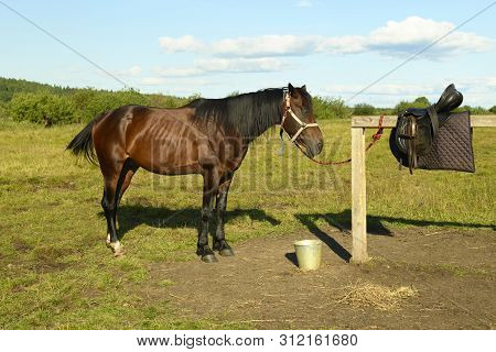 The Thoroughbred Bay Stallion Is Standing Near The Hitching Post In A Hot Summer Day.