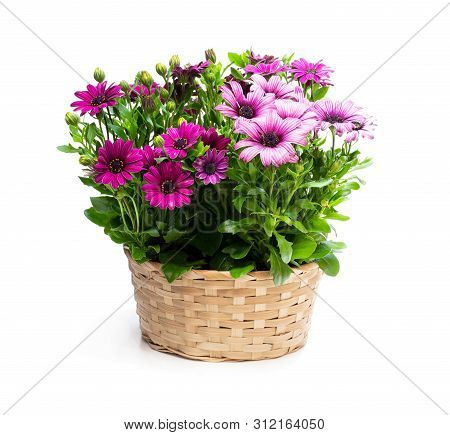 Group  Of Colorful Daisy Flowers In Wicker Basket Isolated On White