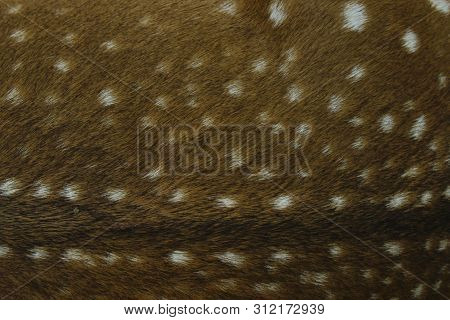 Blurred Animals Texture. Wildlife, Animals, Textures Concept. Cropped Shot Of Brown Fur. Brown Fur C