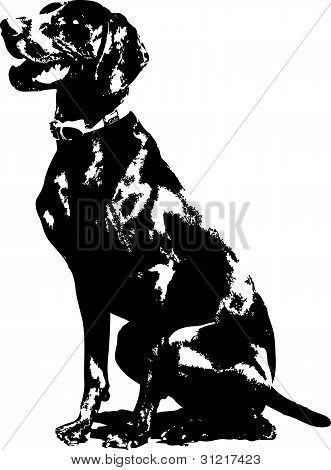 Tyske Pointer silhuet