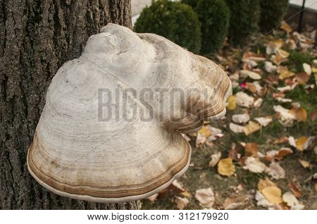 Big Tinder Fungus Fomes Fomentarius On Tree Stem Closeup On Autumn Background