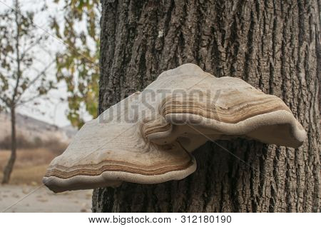 Big Tinder Fungus Fomes Fomentarius On Tree Stem Closeup On Autumn Background