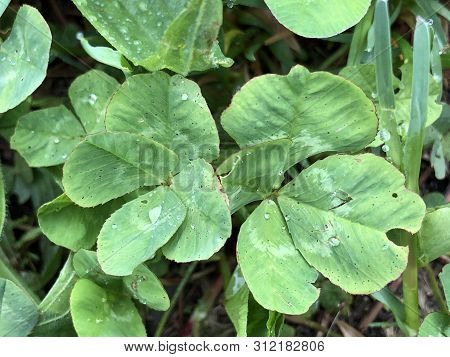 Two Clover With Four Leaves Together, Buchberg - Canton Of Schaffhausen, Switzerland