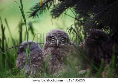 Little Owl Babies, 5 Weeks Old, On Grass