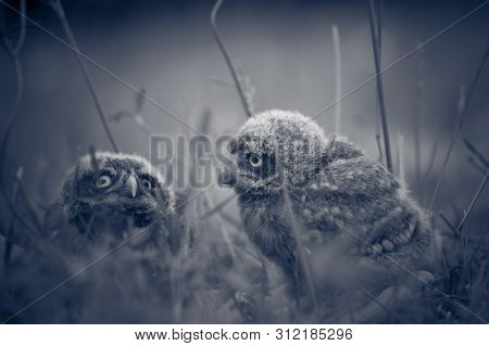 Little Owl Babies, 5 Weeks Old, On Grass