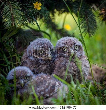 Little Owl Babies, 5 Weeks Old, On Grass