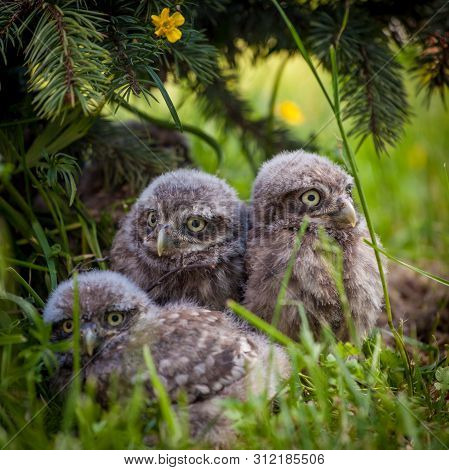 Little Owl Babies, 5 Weeks Old, On Grass