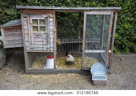 Colorful White Rooster In The Wooden Henhouse