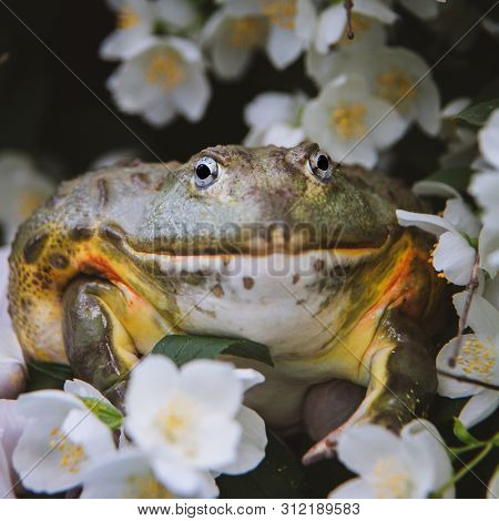 The African Bullfrog, Adult Male With Philadelphus Flower Bush