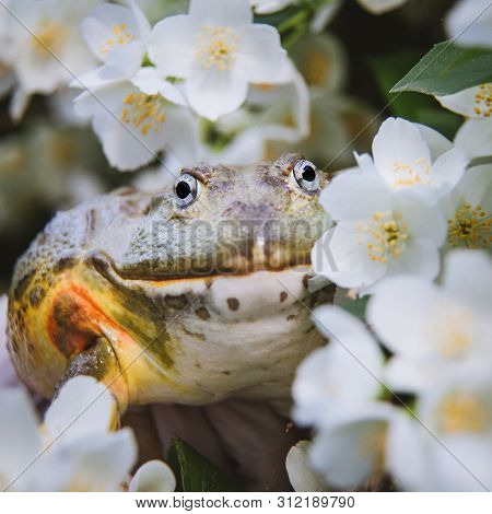 The African Bullfrog, Adult Male With Philadelphus Flower Bush