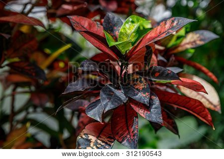 Codiaeum Variegatum Mrs Iceton, Croton, Motley Laurel, Croton Garden, Orange Jasmine . Outstanding C