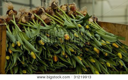 Gele tulpen in krat