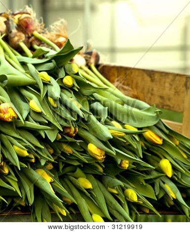 Gele tulpen