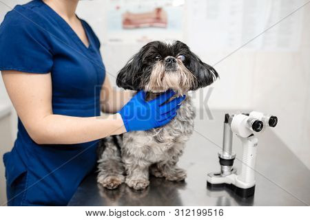 Veterinar, Ophthalmologist Examine The Injured Eye Of A Dog With A Veterinary, Ophthalmologist Prepa