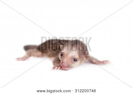 Kinkajou, Potos Flavus, 1 Mounth Old Baby On White