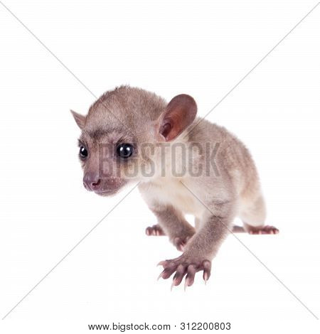 Kinkajou, Potos Flavus, 3 Mounth Old Baby On White