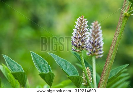 Close-up Of Pale Blue Inflorescence And Pinnate Leaves Of A Licorice Shrub