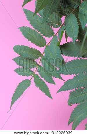 Characteristic Green Leaves Of A Flower Bush (sorbaria Sorbifolia), Bright And Juicy Pink Background