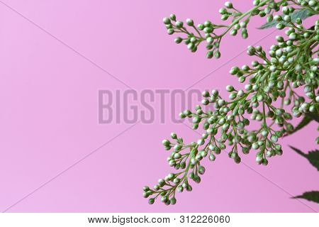 Bright White Flowers (sorbaria Sorbifolia) On A Pink Background, Beautiful Thin Stamens. Place For T