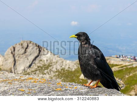Alpine Chough (pyrrhocorax Graculus) Bird, Whose Characteristics Is Glossy Black Plumage, A Yellow B