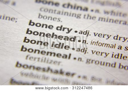 Word Or Phrase Bonehead In A Dictionary