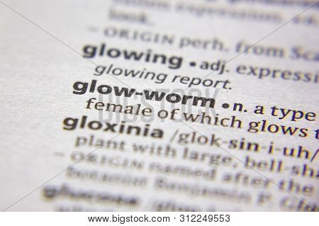 Word Or Phrase Glow-worm In A Dictionary
