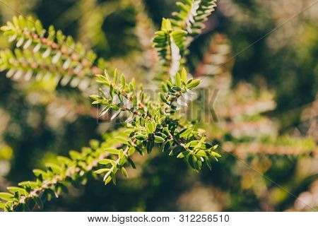 Eutaxia Obovata (also Called Egg And Bacon Plant) With Green Spiky Leaves, Shot At Shallow Depth Of 