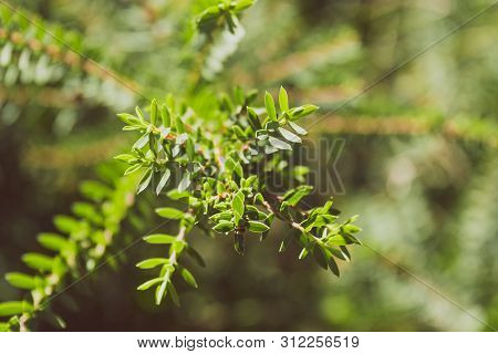 Eutaxia Obovata (also Called Egg And Bacon Plant) With Green Spiky Leaves, Shot At Shallow Depth Of 