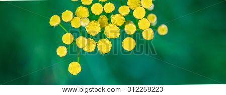 Tansy Flowers Close Up. Tanacetum Vulgare Blossom Plant. Yellow Healthy Herb Flowers, Macro View.