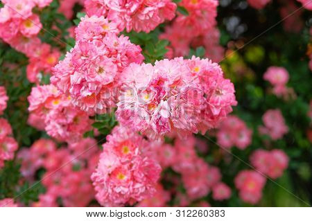 Roses Background In Summertime. Bulgarian Aroma Rose Valley. Rose Damascena Fields.