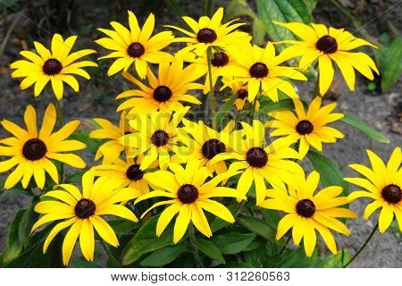 Yellow Echinacea Flowers On Green Nature Background During The Day. Orange Flowers For Herbal Medici