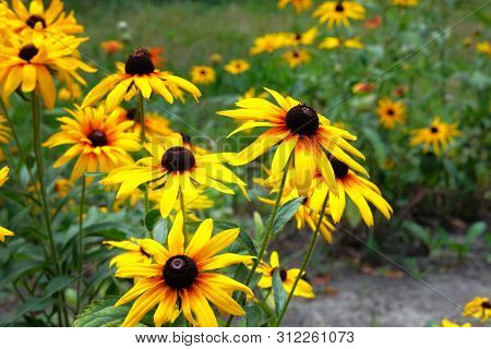 Yellow Echinacea Flower On Green Nature Background, Close Up. Orange Flowers For Herbal Medicine.