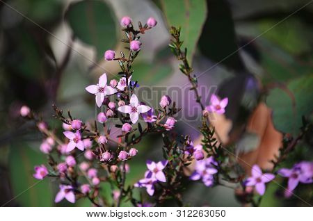 Pink Flowers And Buds Of Australian Native Boronia Ledifolia, Growing In Heath On The Little Marley 