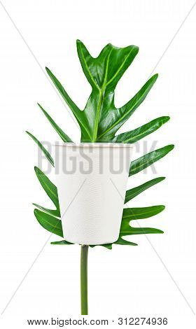 Biodegradable White Glass Cardboard Paper On Green Leaf Isolated On White Background, Save Clipping 
