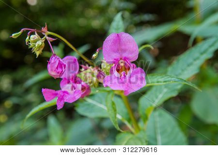 The Impatiens Glandulifera (the Policeman's Helmet) Blooming