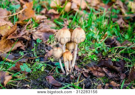 Autumn Scene With A Group Of Mushrooms Coprinellus Micaceus Among Dry Yellow Leaves And Green Grass.