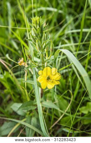 The Evening Primrose (oenothera) Blooming In A Meadow