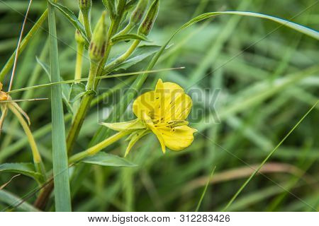 The Evening Primrose (oenothera) Blooming In A Meadow