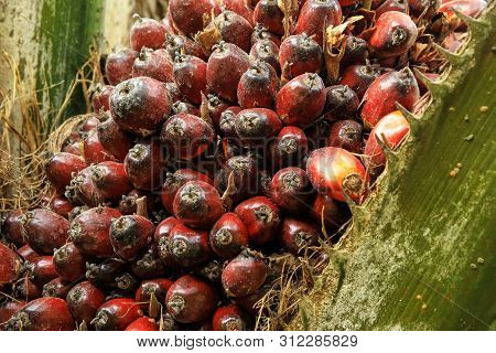 Close-up Of Oil Palm Fruit On A Tree. Palm Oil Cultivation Has Been Criticized For Impacts On The Na