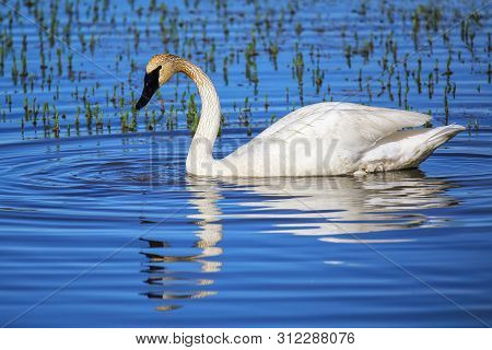 Trumpeter Swan (cygnus Buccinator) In Yellowstone National Park, Wyoming, Usa