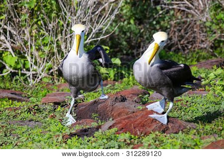 Waved Albatrosses Doing Courtship Ritual On Espanola Island, Galapagos National Park, Ecuador. The W